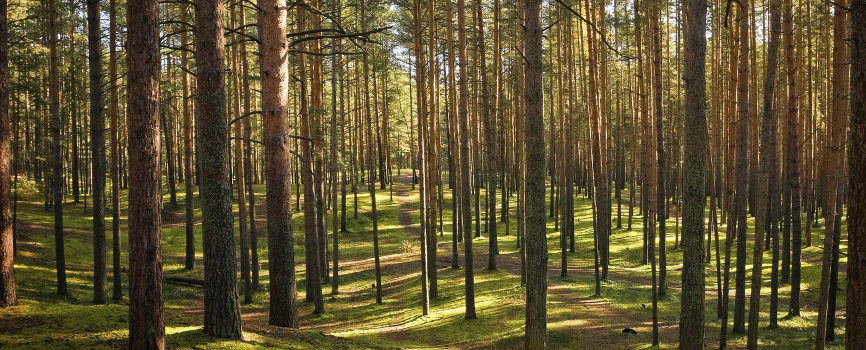 CSR by Malyn furniture factory